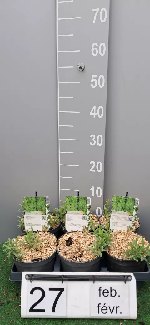 Artemisia drac. 'Senior'