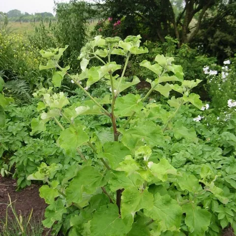 Arctium lappa