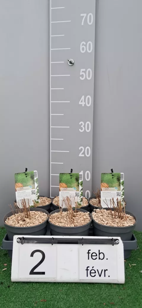 Asparagus off. 'Argenteuil'