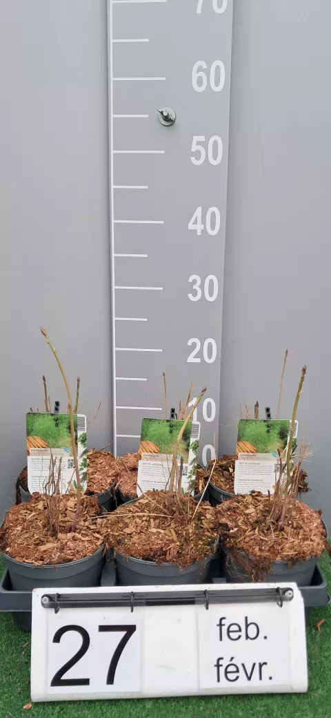 Asparagus off. 'Argenteuil'