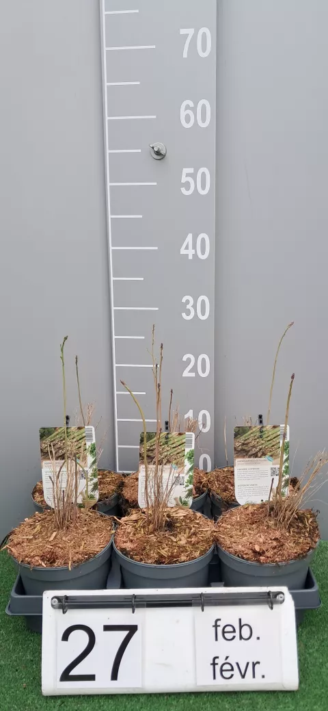 Asparagus off. 'Mary Washington'