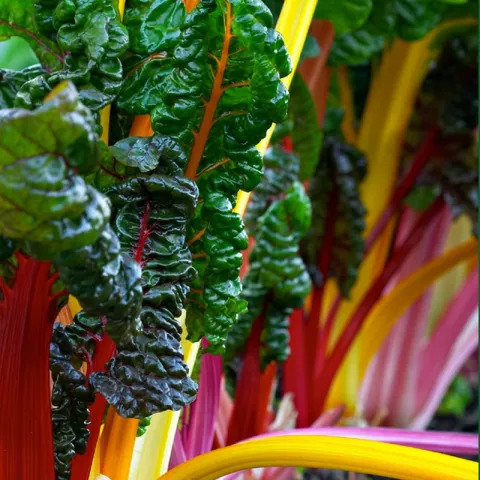 Beta vulgaris 'Bright Lights'