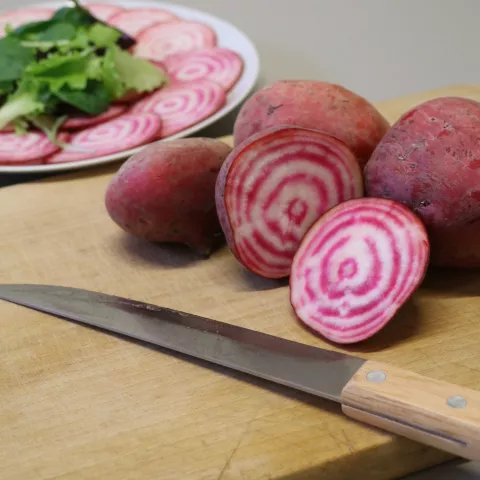 Beta vulgaris 'Chioggia'