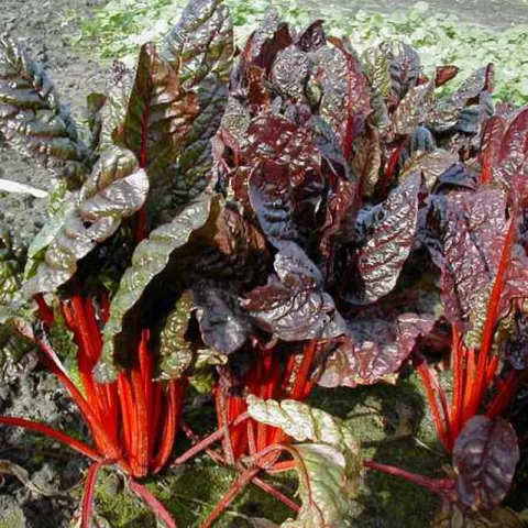 Beta vulgaris 'Rhubarb Chard'