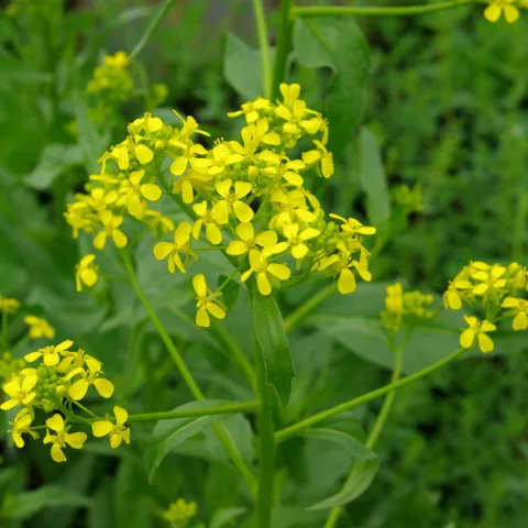Bunias orientalis