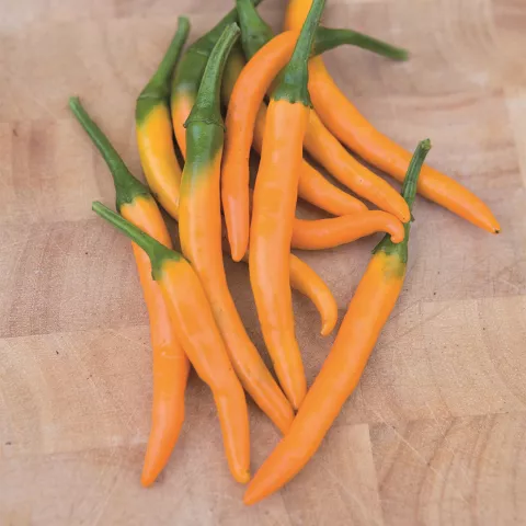 Capsicum annuum 'Hot Yellow'