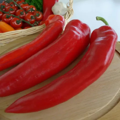 Capsicum annuum 'Lombardii'