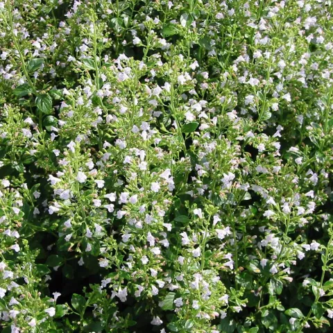 Calamintha nepeta nepeta