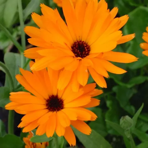 Calendula officinalis