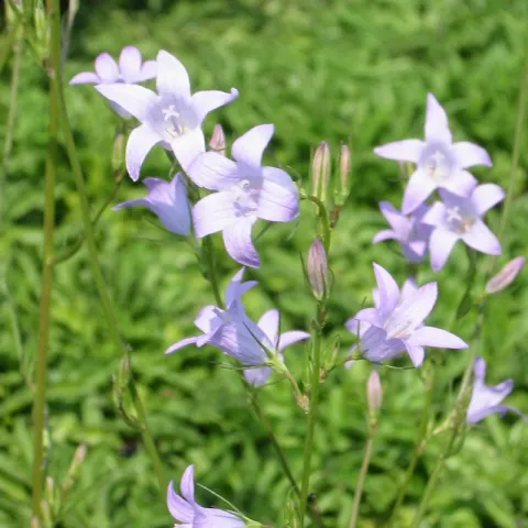 Campanula rapunculus