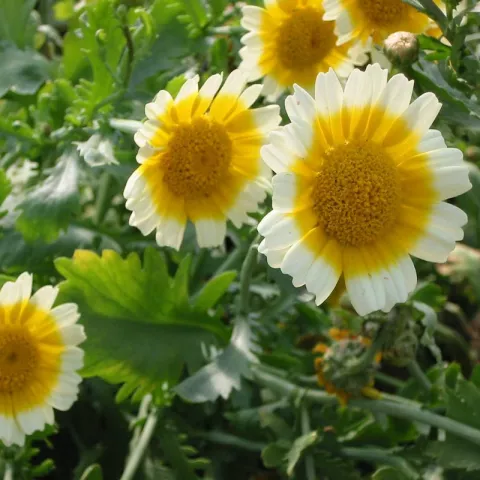 Chrysanthemum coronarium