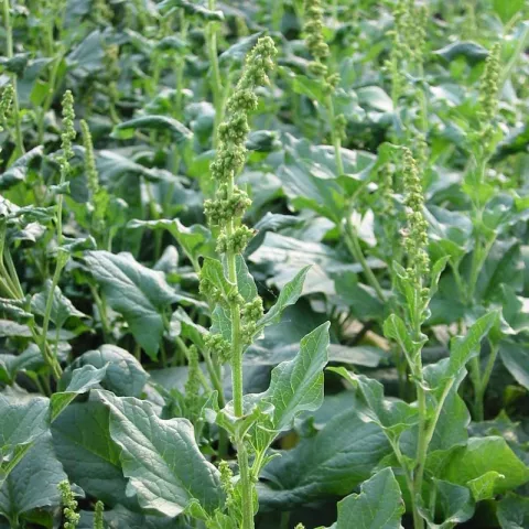 Chenopodium bonus-henricus