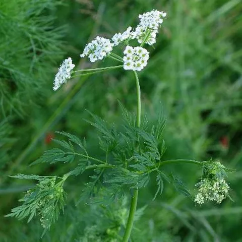 Chaerophyllum bulbosum