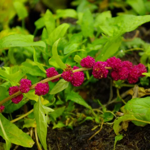 Chenopodium capitatum