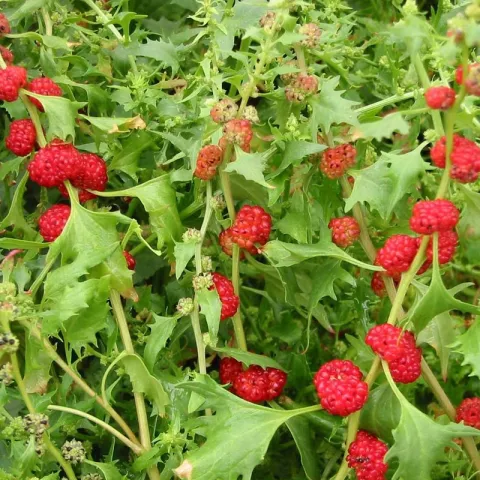 Chenopodium foliosum