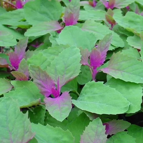 Chenopodium gigantheum