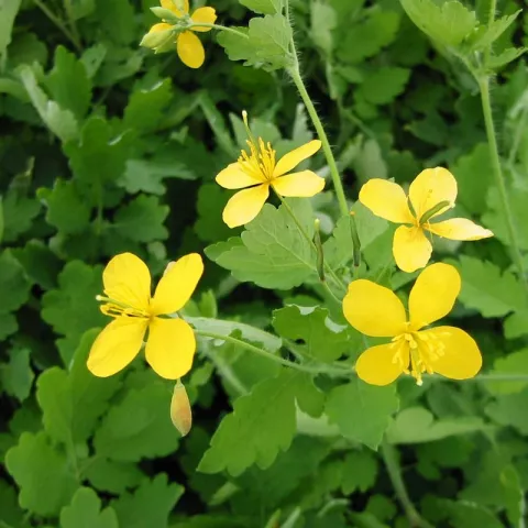 Chelidonium majus