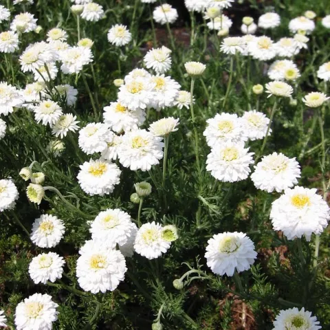 Chamaemelum n. 'Flore Pleno'