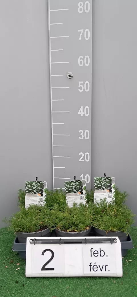 Chamaemelum n. 'Flore Pleno'