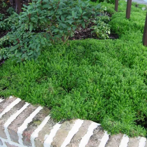 Chamaemelum n. 'Treneague'