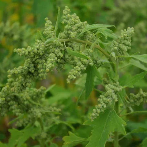 Chenopodium quinoa