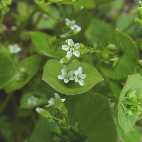 Claytonia perfoliata