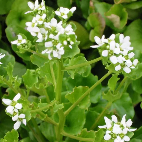 Cochlearia officinalis