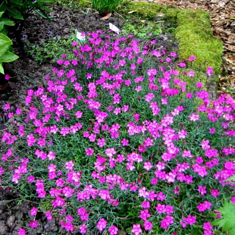Dianthus deltoides