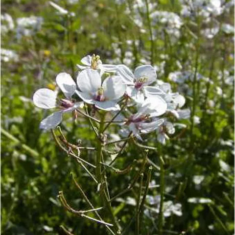 Diplotaxis erucoïdes