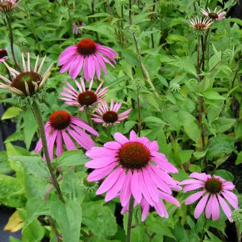 Echinacaea purpurea