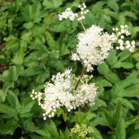 Filipendula ulmaria