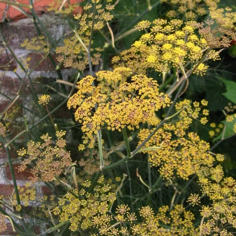 Foeniculum vulg. 'Purpureum