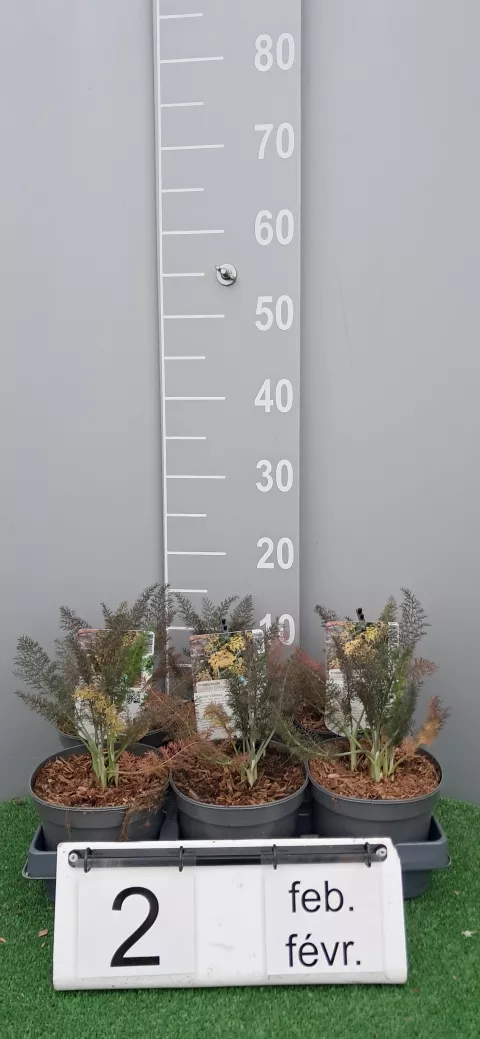 Foeniculum vulg. 'Purpureum