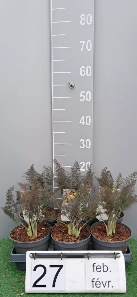 Foeniculum vulg. 'Purpureum