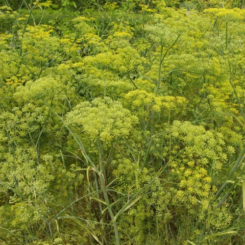 Foeniculum vulgare
