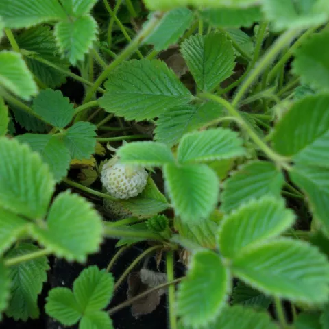 Fragaria rubicola 'Mount Omei'