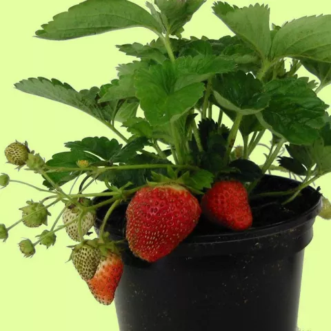 Fragaria 'Temptation'