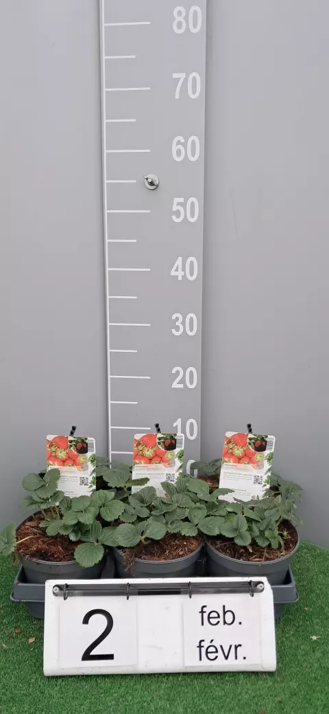 Fragaria 'Temptation'