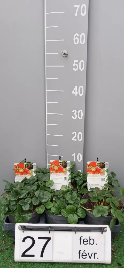 Fragaria 'Temptation'