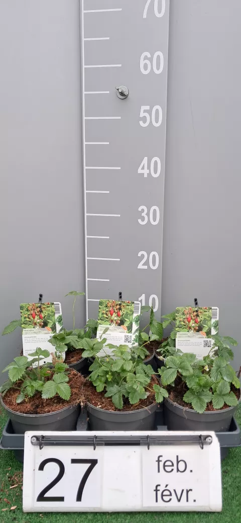 Fragaria vesca 'Alexandria'