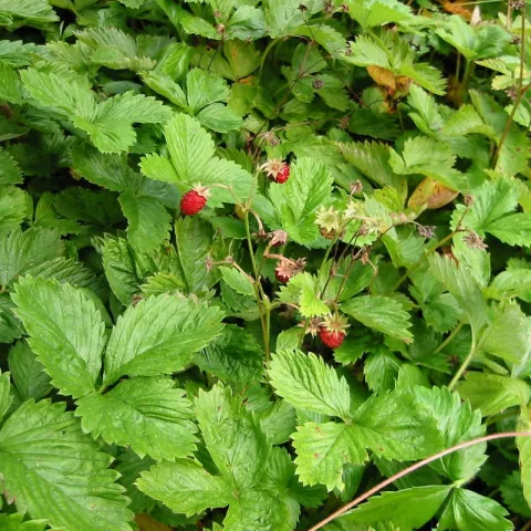 Fragaria vesca