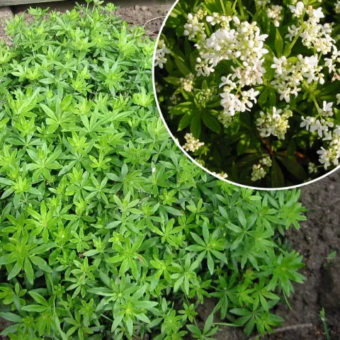 Galium odoratum