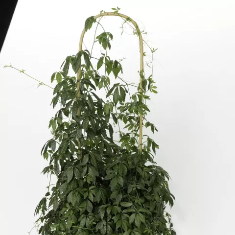 Gynostemma pentaphyllum