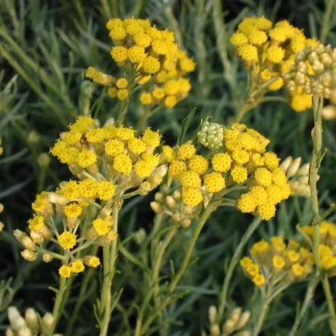 Helichrysum it. 'Darlington'