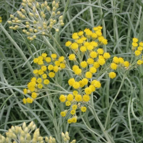 Helichrysum italicum