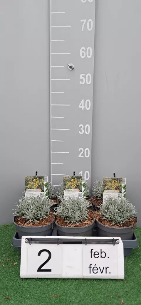 Helichrysum italicum