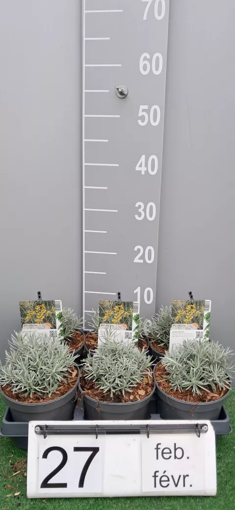 Helichrysum italicum