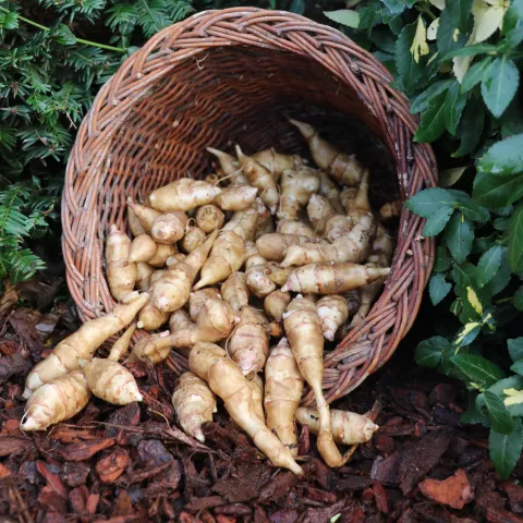 Helianthus strumosus
