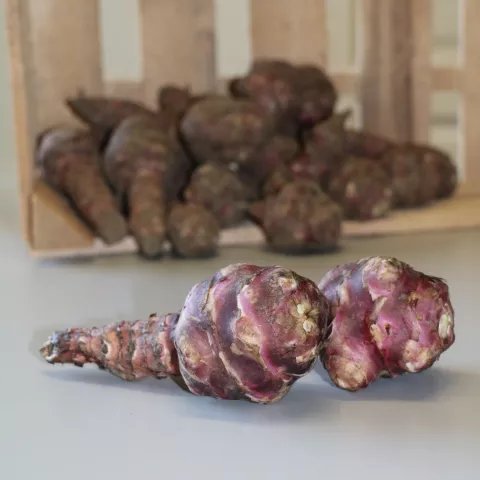 Helianthus tuberosus