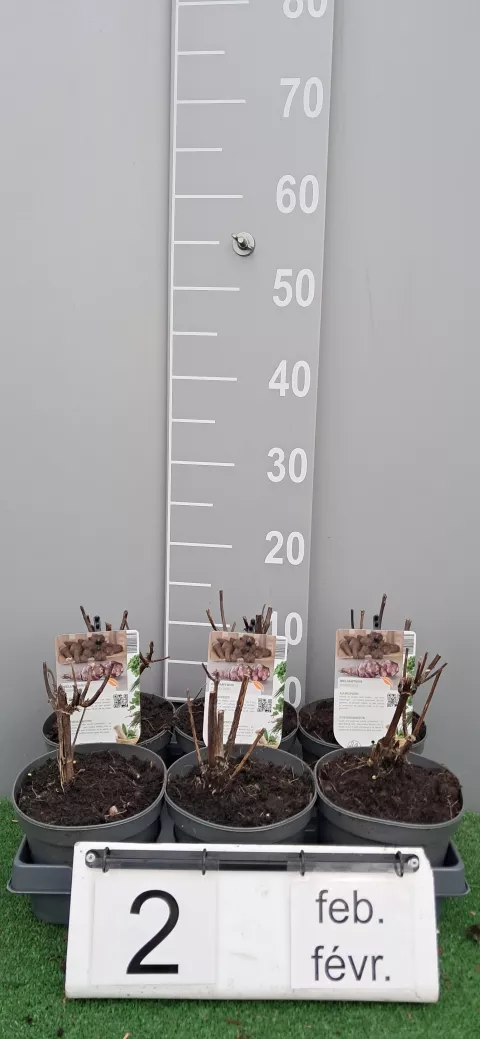 Helianthus tuberosus